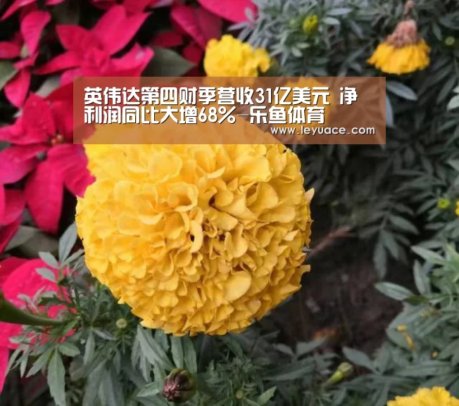 英伟达第四财季营收31亿美元 净利润同比大增68%-乐鱼体育(图2) 乐鱼中国体育
